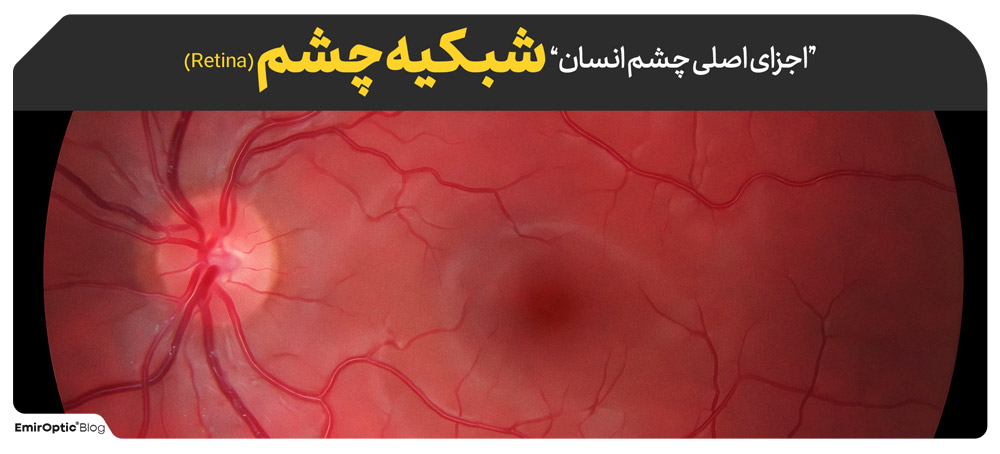 شبکیه چشم (Retina)